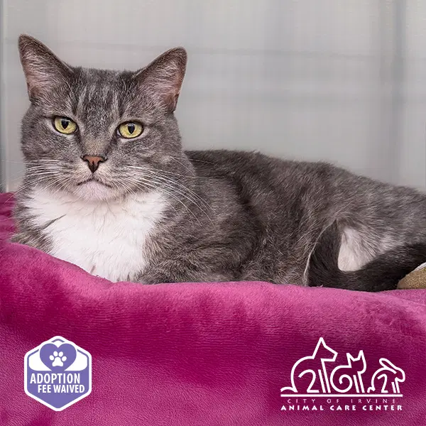 Cali - Domestic Short Hair