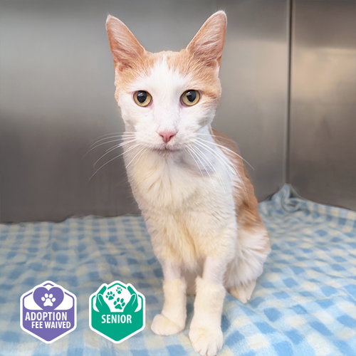 VILLA, a cat for adoption from Irvine Animal Care Center