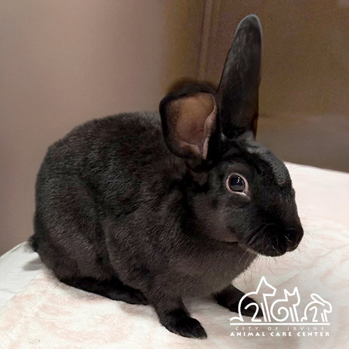 JUDY, a rabbit for adoption from Irvine Animal Care Center