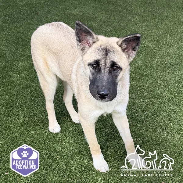 Athena - Akita