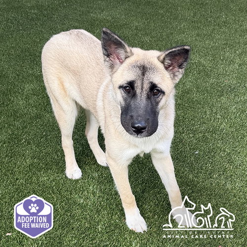 ATHENA, a dog for adoption from Irvine Animal Care Center