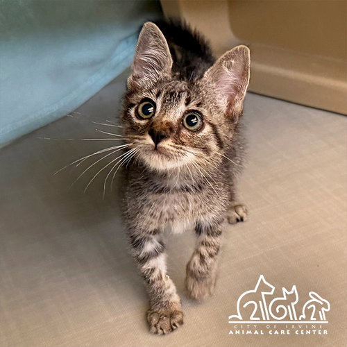 CLOVER, a cat for adoption from Irvine Animal Care Center