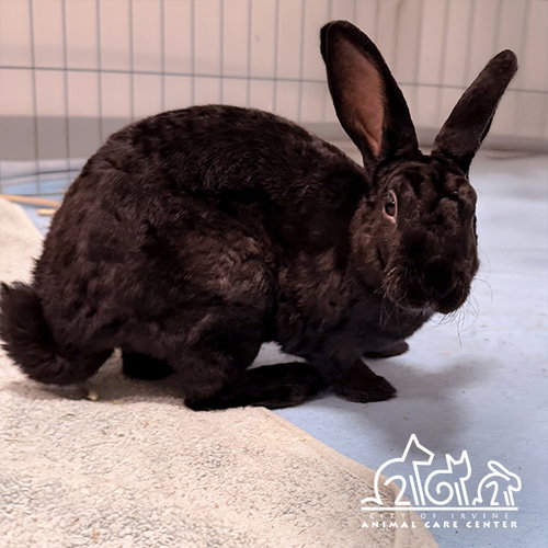 PETER, a rabbit for adoption from Irvine Animal Care Center