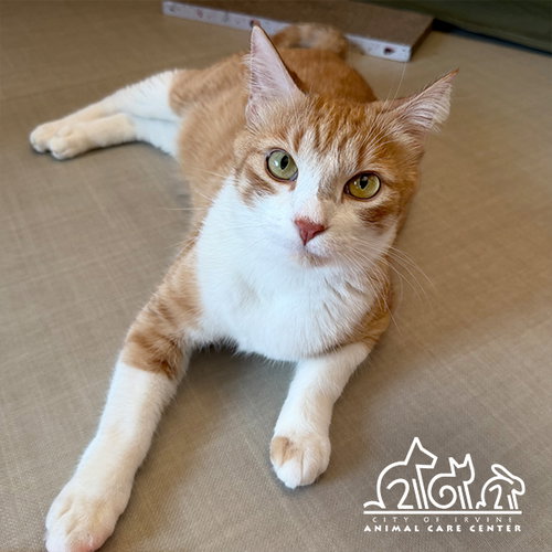 CROISSANT, a cat for adoption from Irvine Animal Care Center