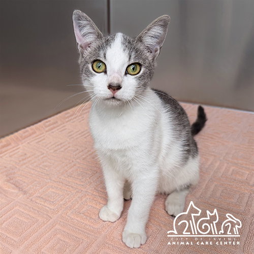 SPROCKET, a cat for adoption from Irvine Animal Care Center