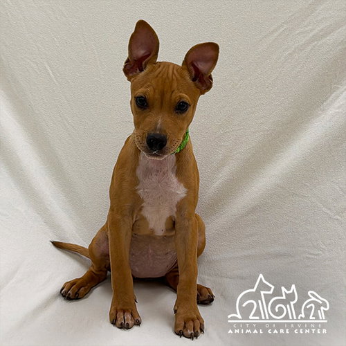 MIKA, a dog for adoption from Irvine Animal Care Center