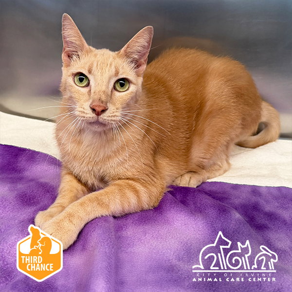 Bert, Domestic Short Hair