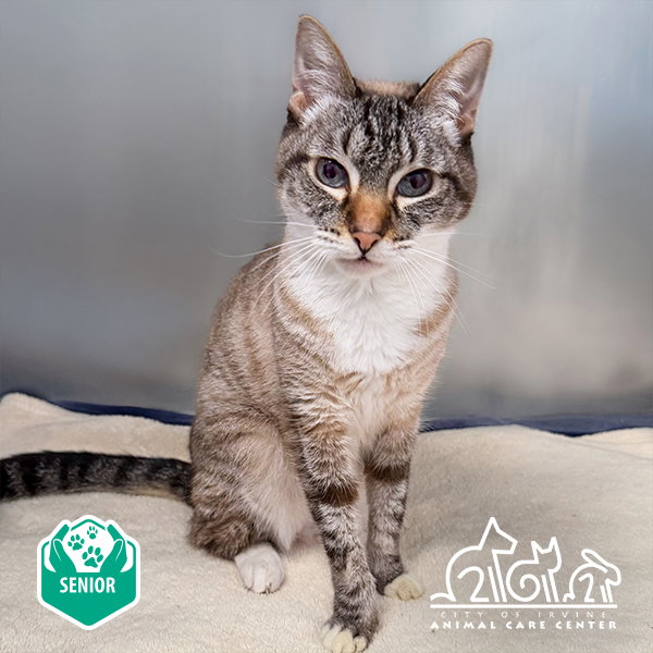 Mia, Domestic Short Hair