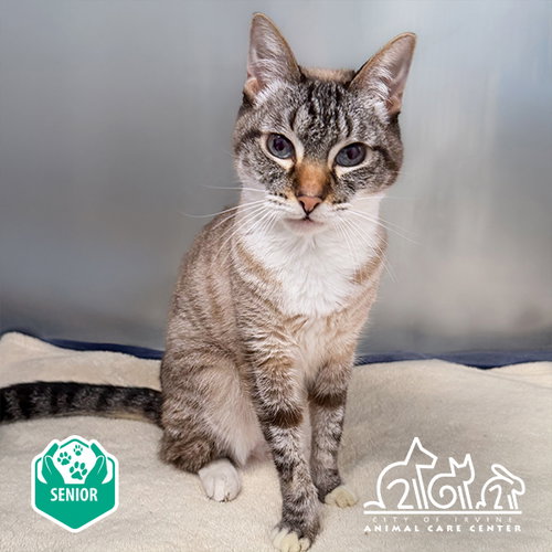 MIA, a cat for adoption from Irvine Animal Care Center