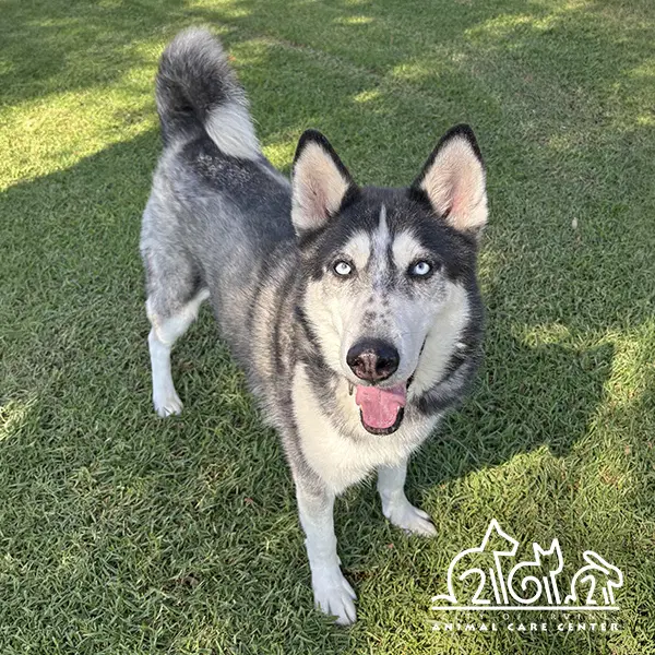 Loki - Siberian Husky