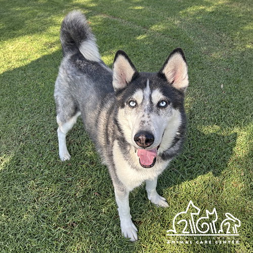 LOKI, a dog for adoption from Irvine Animal Care Center
