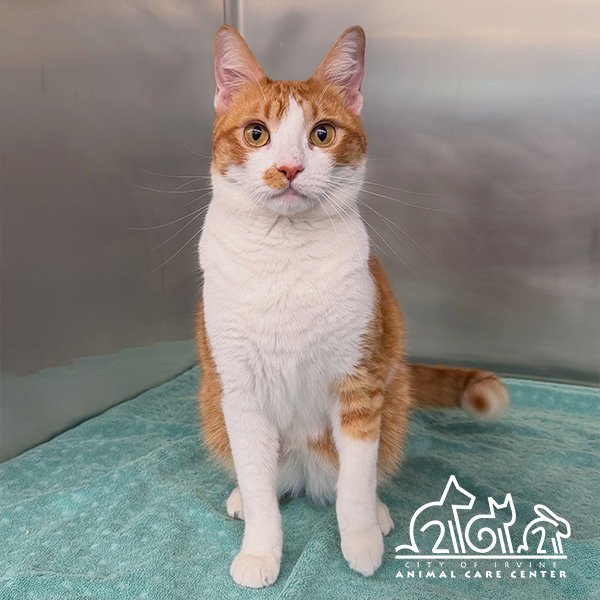 Felix, Domestic Short Hair