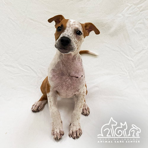 YUKI, a dog for adoption from Irvine Animal Care Center