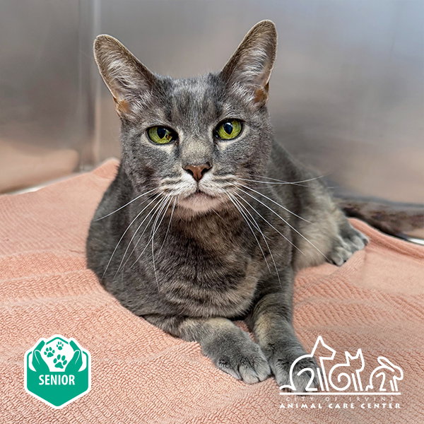 April, Domestic Short Hair