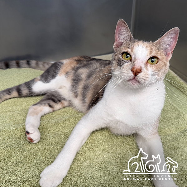 Spring, Domestic Short Hair