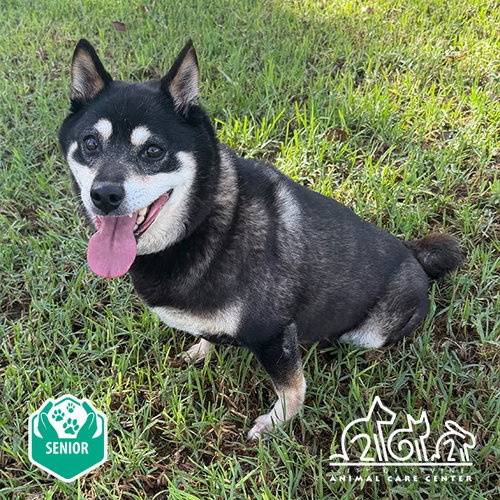 SARANG, a dog for adoption from Irvine Animal Care Center