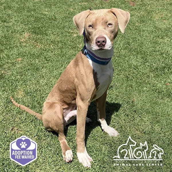 Buster - Pit Bull Terrier