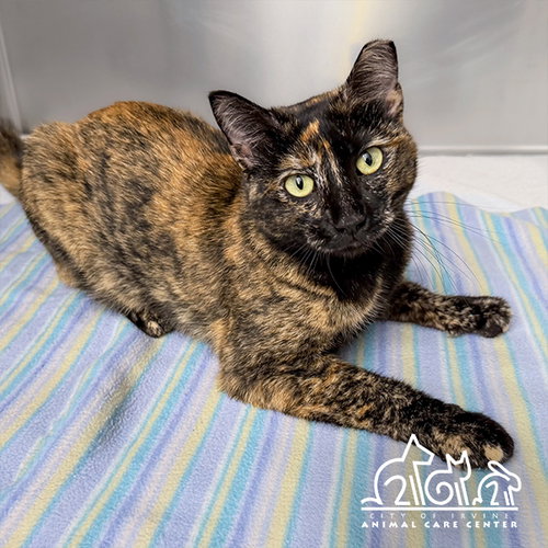 BAILEY, a cat for adoption from Irvine Animal Care Center