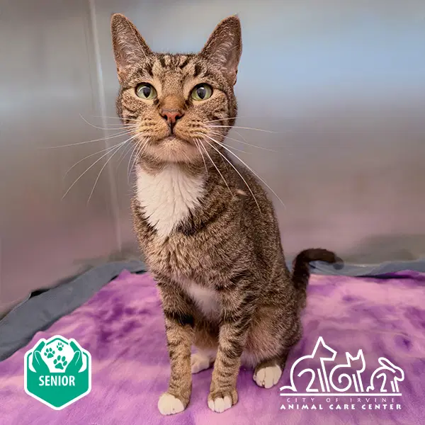 Meatball - Domestic Short Hair