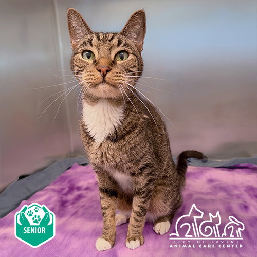 Meatball, Domestic Short Hair (medium coat)