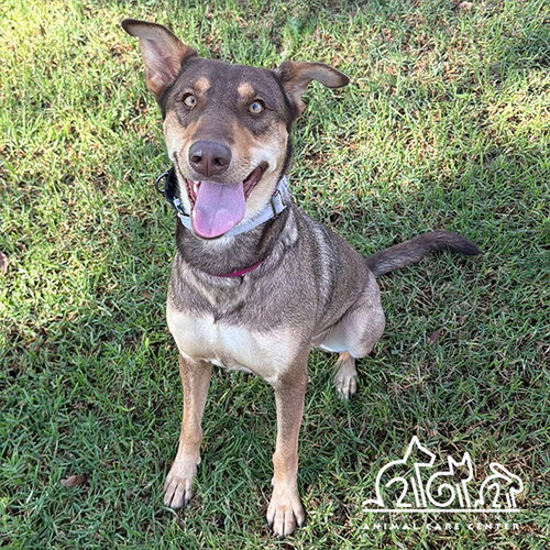 Opal, Doberman Pinscher (medium coat)