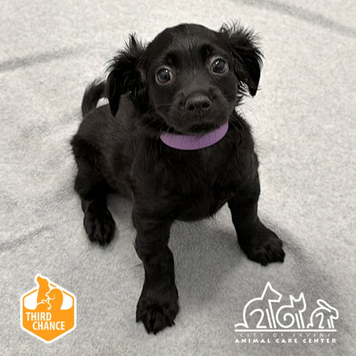 Frankie, Chihuahua (medium coat)
