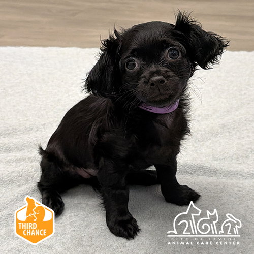 Vienna, Chihuahua (medium coat)
