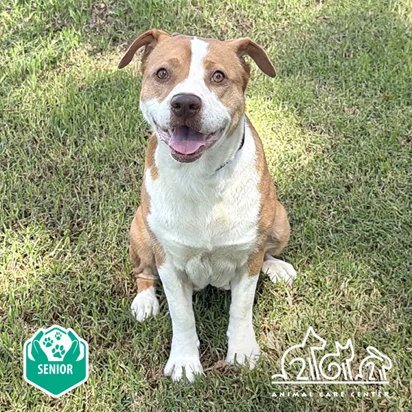 Honey - Pit Bull Terrier