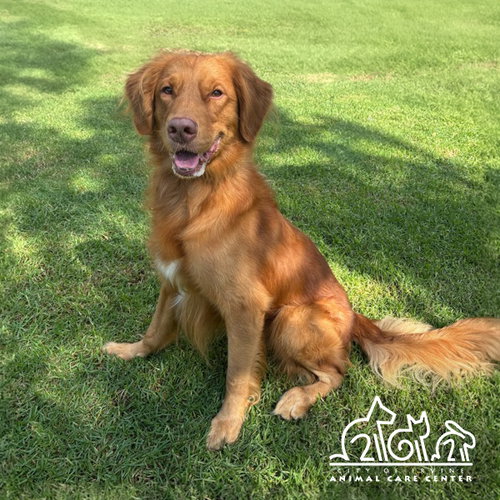 Rusty, Golden Retriever (medium coat)