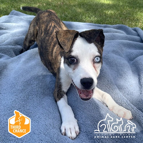 Elvira, Pit Bull Terrier (medium coat)