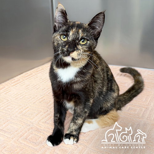 Gadget, Domestic Short Hair (medium coat)