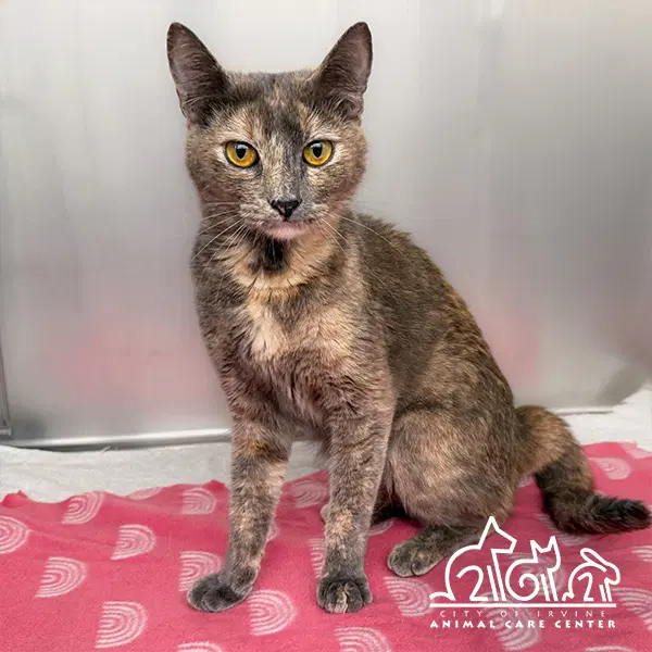 Esmeralda - Domestic Short Hair