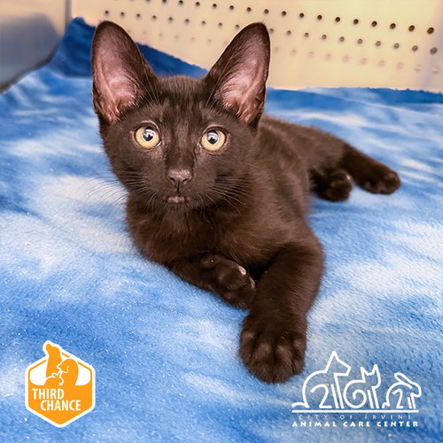 Blueberry, Domestic Short Hair (medium coat)