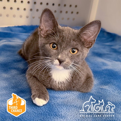 Walter, Domestic Short Hair (medium coat)