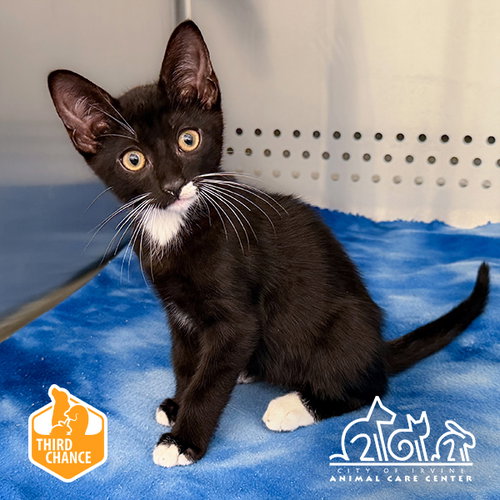 Domingo, Domestic Short Hair (medium coat)