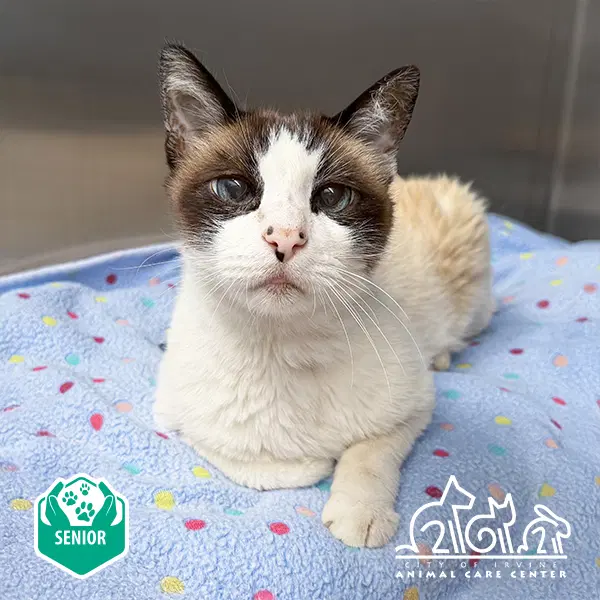 Rajah - Snowshoe