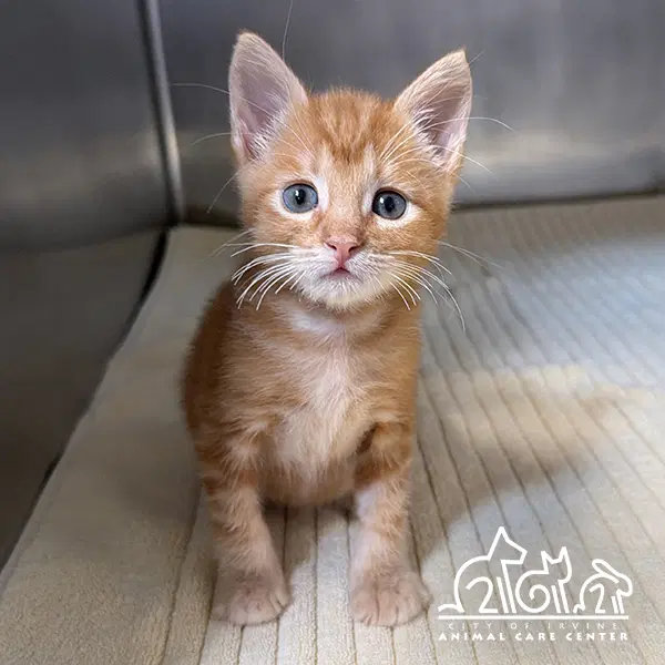 Gorge - Domestic Short Hair