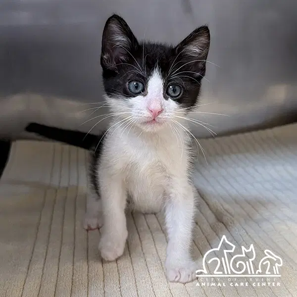 Twilight - Domestic Short Hair