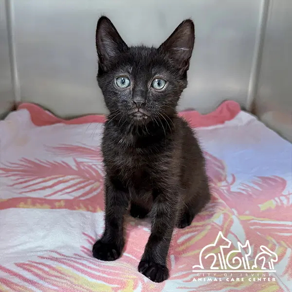 Koda - Domestic Short Hair