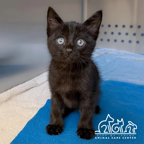 Banyan - Domestic Short Hair
