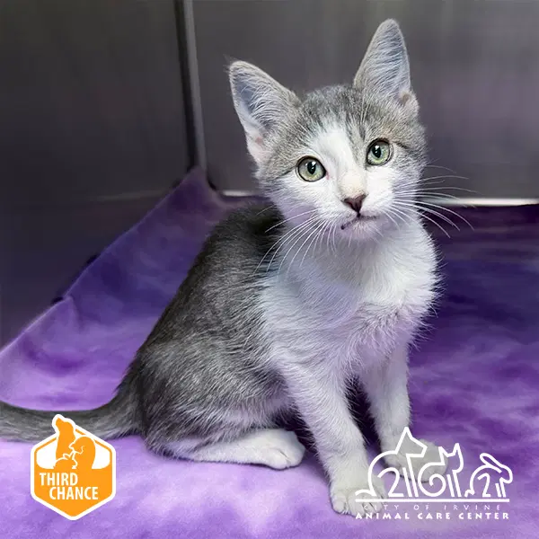 Desi - Domestic Short Hair