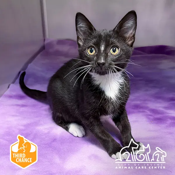 Lucy - Domestic Short Hair