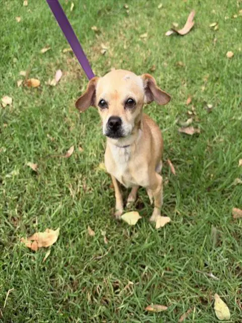 Cheerio - Chihuahua