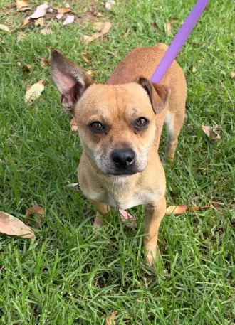 Luis - Chihuahua