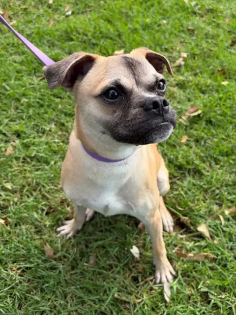Zoro - Pug