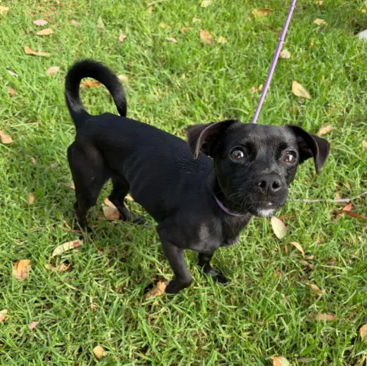 Chico Grande - Chihuahua