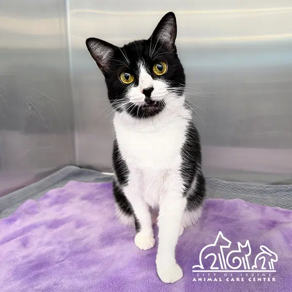 Kookie - Domestic Short Hair