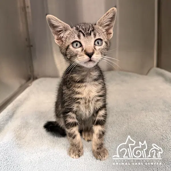 Herman - Domestic Short Hair