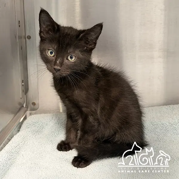 Howie - Domestic Medium Hair