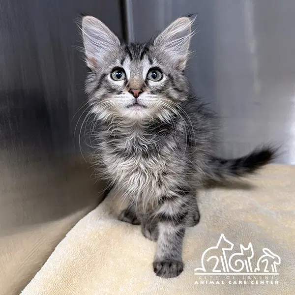 Lily - Domestic Long Hair
